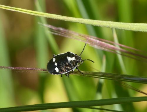 Eurydema oleracea